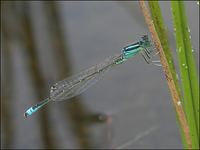 2007-08-18_Tengere_grasjuffer_m_-_Zuidlaardermeer, zuidoever.jpg